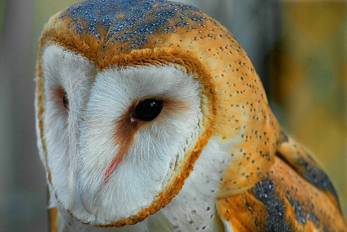 Barn Owl