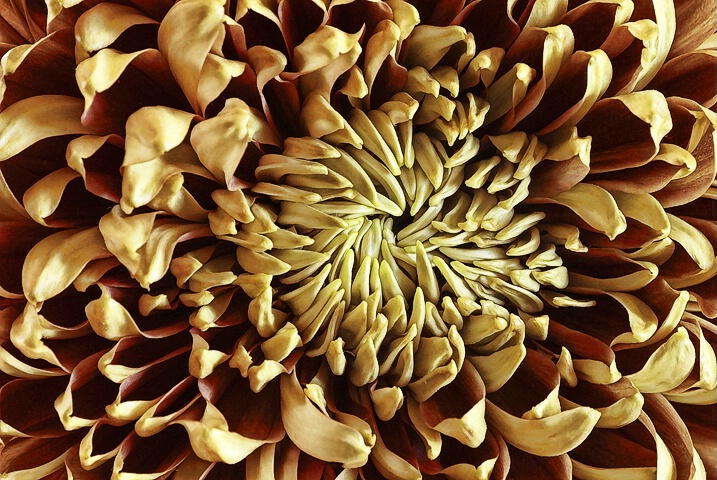 Chrysanthemum