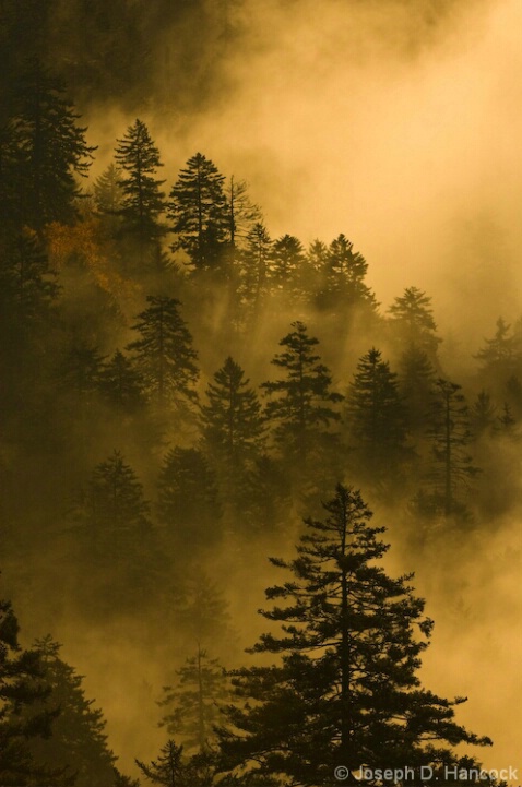 Standing in the Mist 071027d2x0094