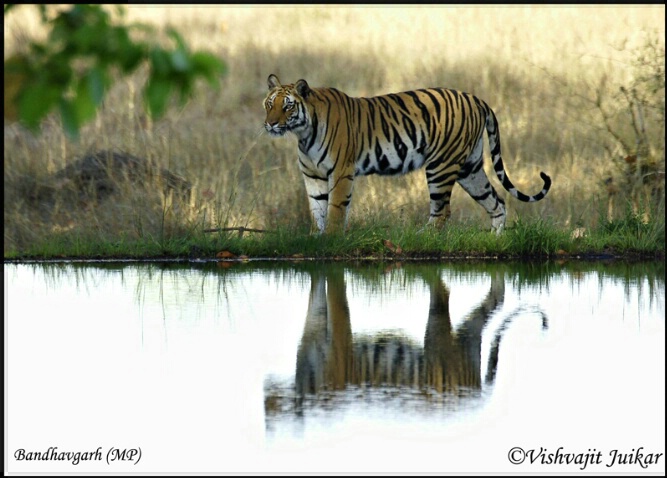 Tiger and reflection