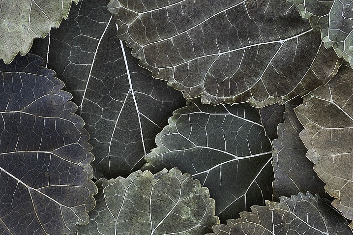 Leaf Lines