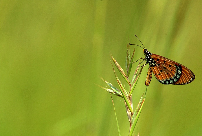 Tawny Coaster-Butterfly