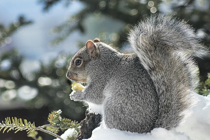 First Snow