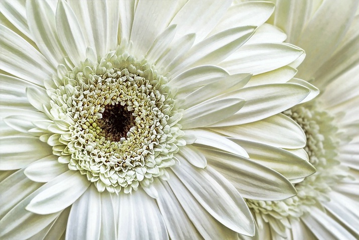 Gerbera