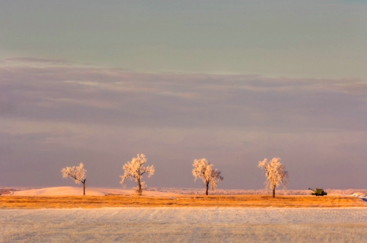 Frosted trees on the prairie