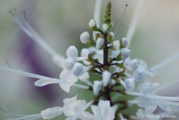 Flower collection