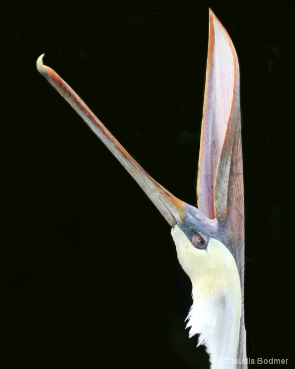 Pelican Photograph