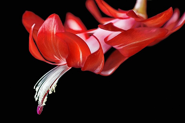 Christmas Cactus