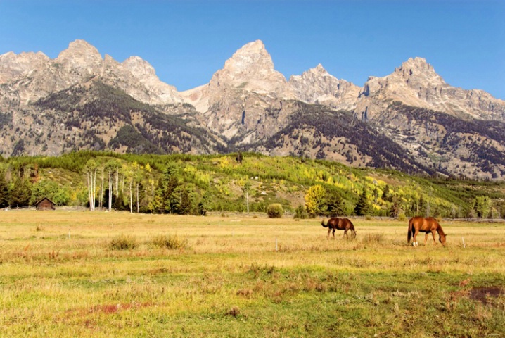 Grazing NPS horses