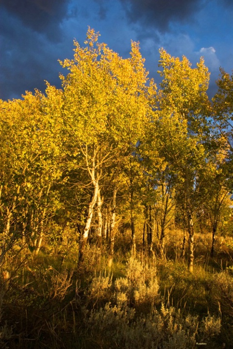 Aspen storm