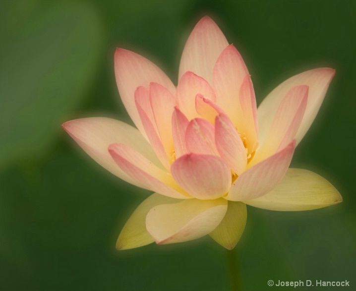 070630d2x0014 Dreaming Lotus