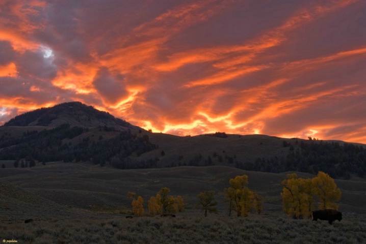 Lamar Valley Sunrise