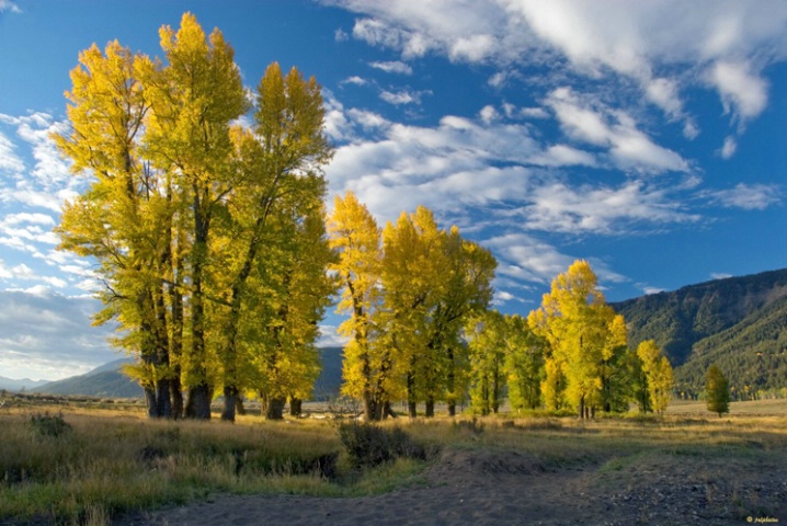 Lamar Valley Morning