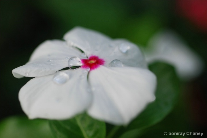 My Flower collection