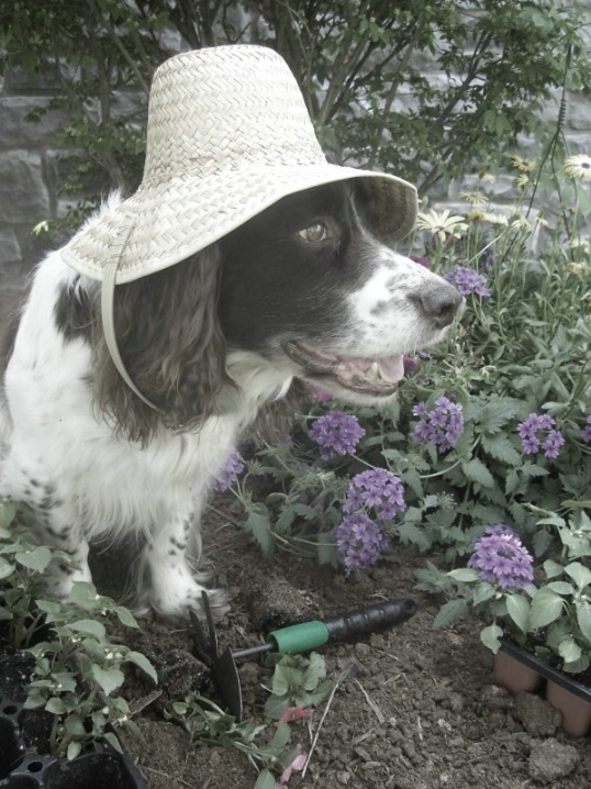 I Dig Gardening!