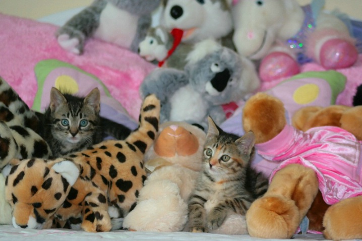 Find The Kitties!