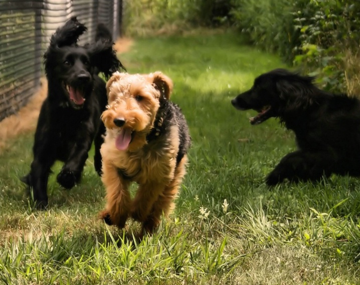 Best Friends Play Together!