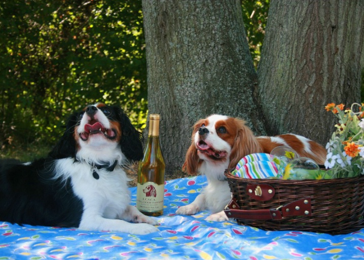 What A Day For A Picnic!