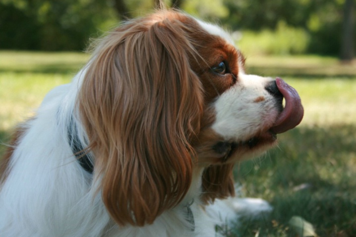 King Charles Cavalier Spaniel