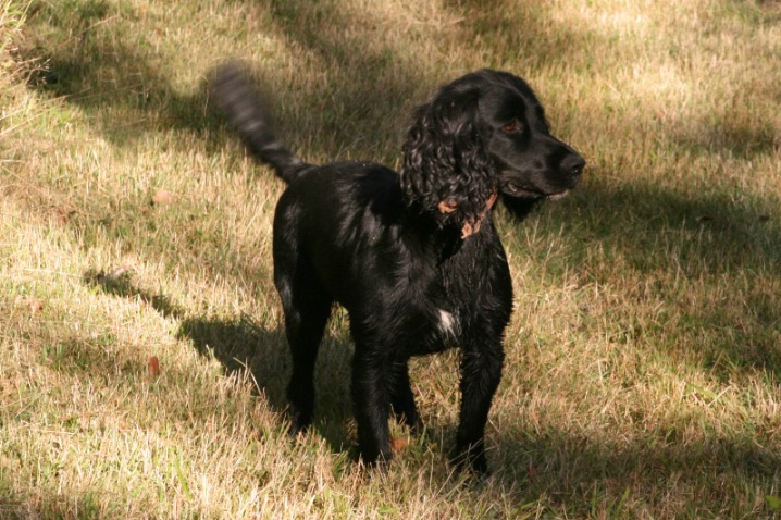 A Dog Smiles With Its Tail