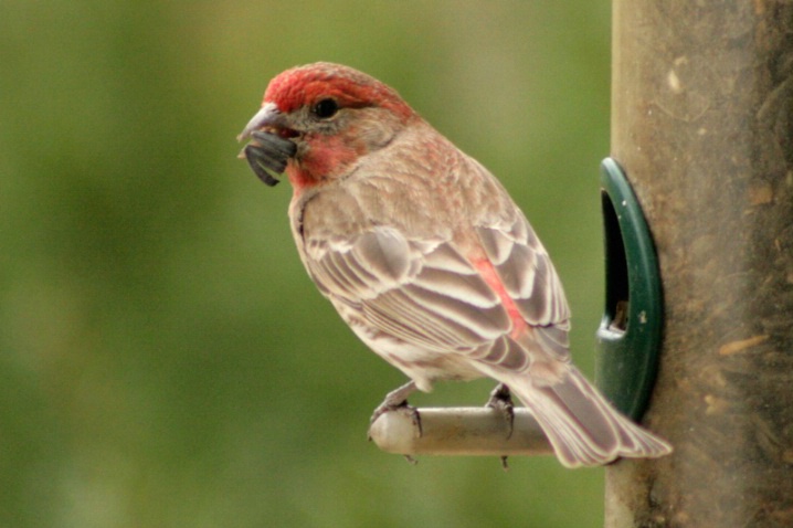 Finch