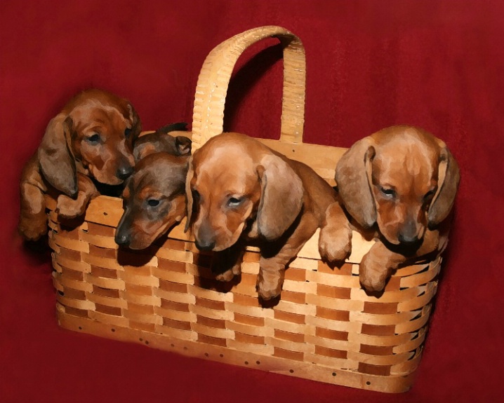 Puppies In A Basket