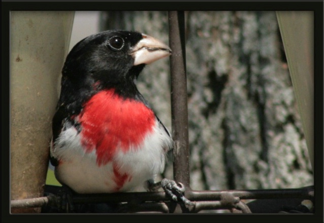 Resting Grosbeak