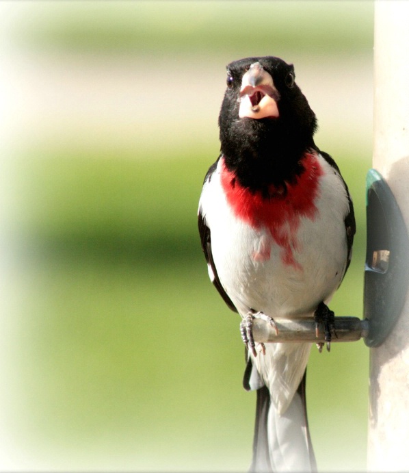 Mr. Grosbeak