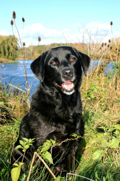 Black Lab