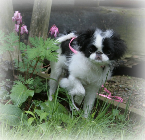 Puppy In The Garden