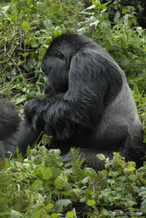 Silverback Mountain Gorilla, Rwanda, Africa 2007