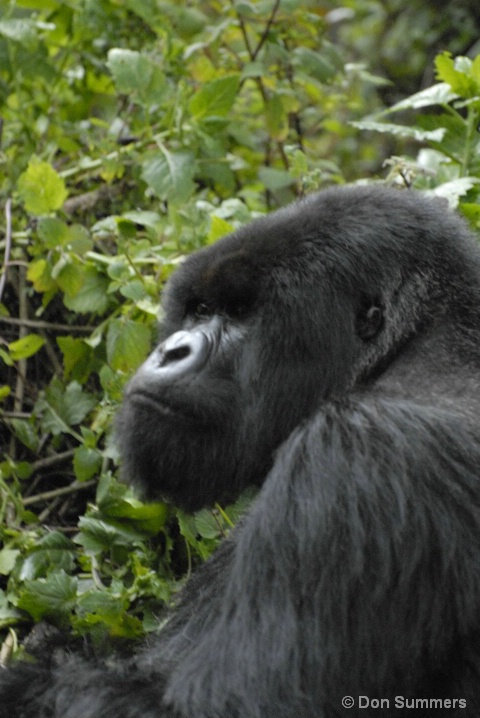 Silverback Mountain Gorilla, Rwanda, Africa 2007