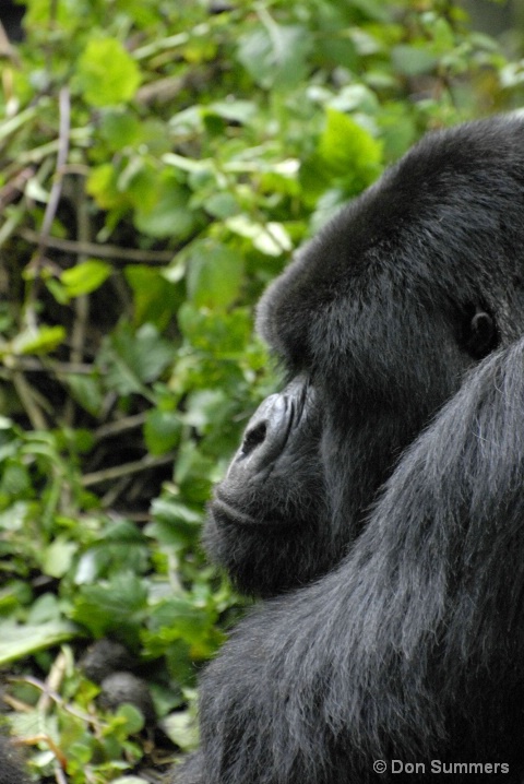 Silverback Mountain Gorilla, Rwanda, Africa 2007