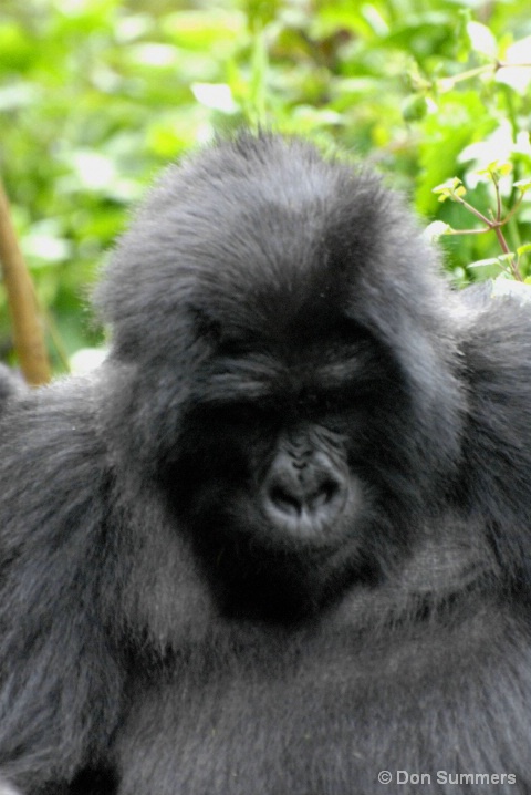 Mountain Gorilla, Rwanda, Africa 2007