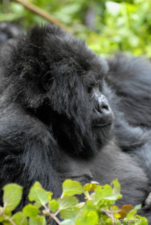 Mountain Gorilla, Rwanda, Africa 2007