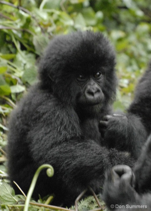 Mountain Gorilla, Rwanda, Africa 2007