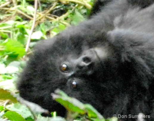 Mountain Gorilla, Rwanda, Africa 2007