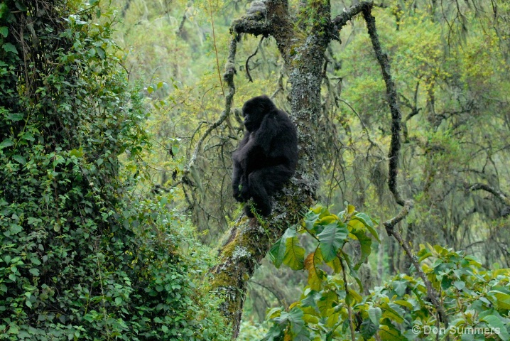 Mountain Gorilla, Rwanda, Africa 2007