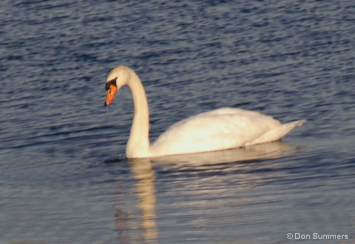 Swan, Cape May, NJ 2006