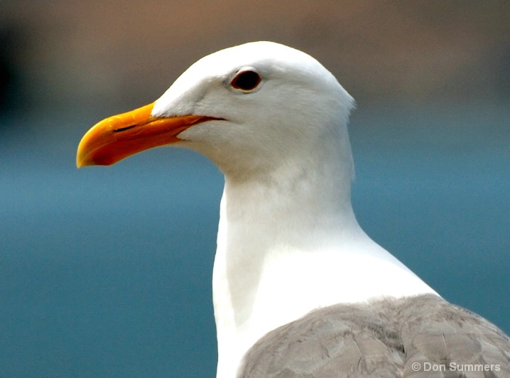 Sea Gull, Tiburon, CA 2007