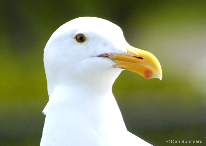 Sea Gull, Tiburon, CA 2007