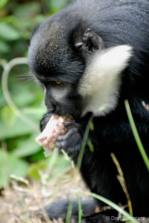 Gibbon, Rwanda, Africa 2007