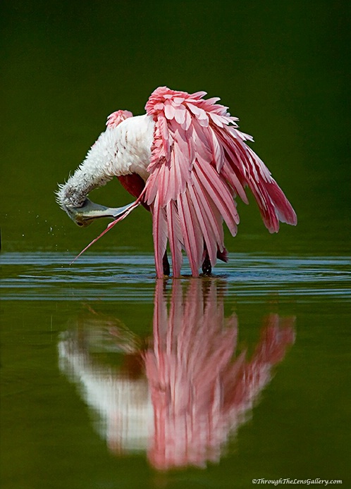 Preening....