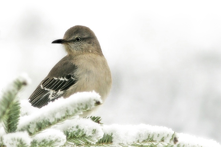 Weathering the Storm