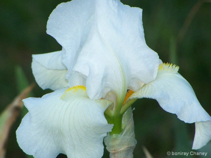 Flower collection