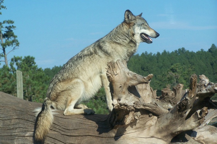  Gray Wolf,  Animal Park-SD