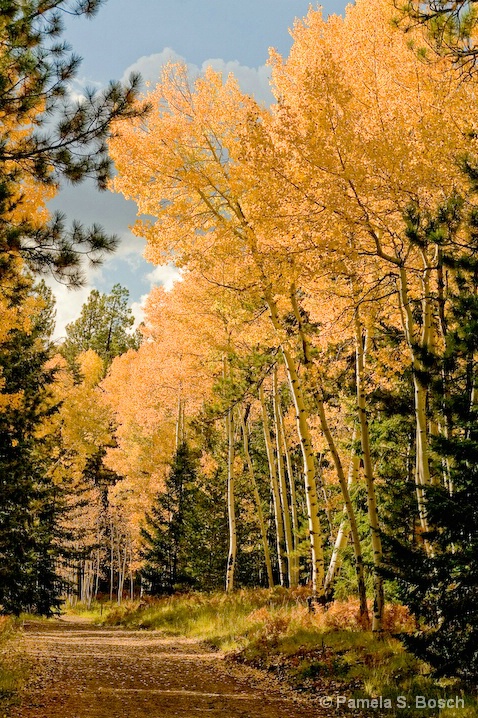 Aspen Grove