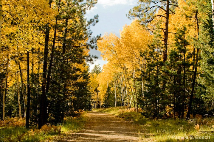 Aspen Grove near Alpine AZ