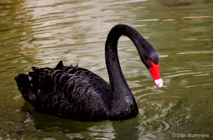 Black Swan, Palm Desert, CA 2008