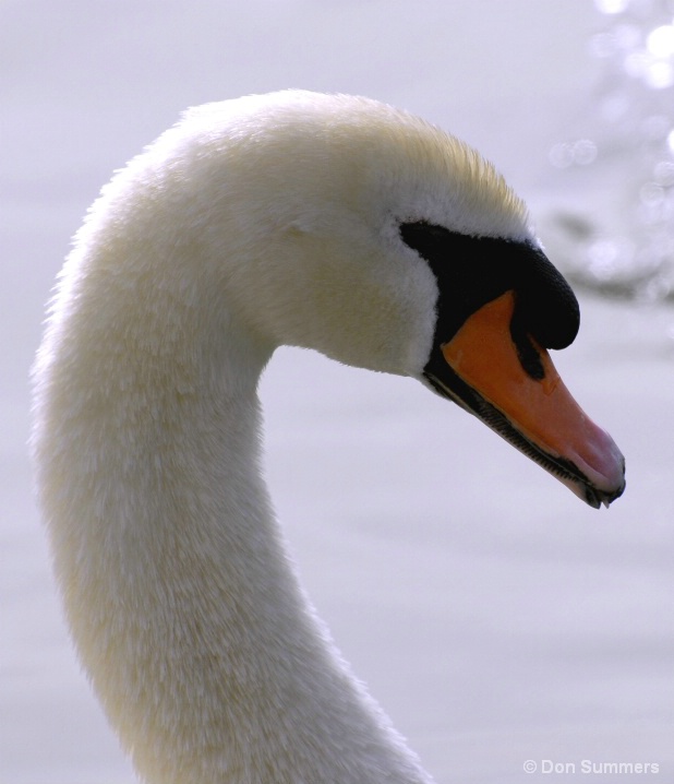 Swan, Palm Desert, CA 2008